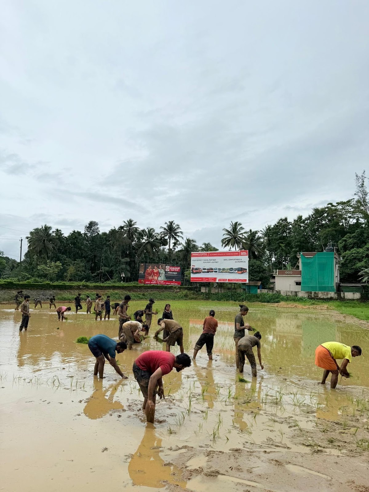 CSR Club members of the MBA department planted paddy at Halegate Karija Cross Bantwal on 12th July 2025 photo 3