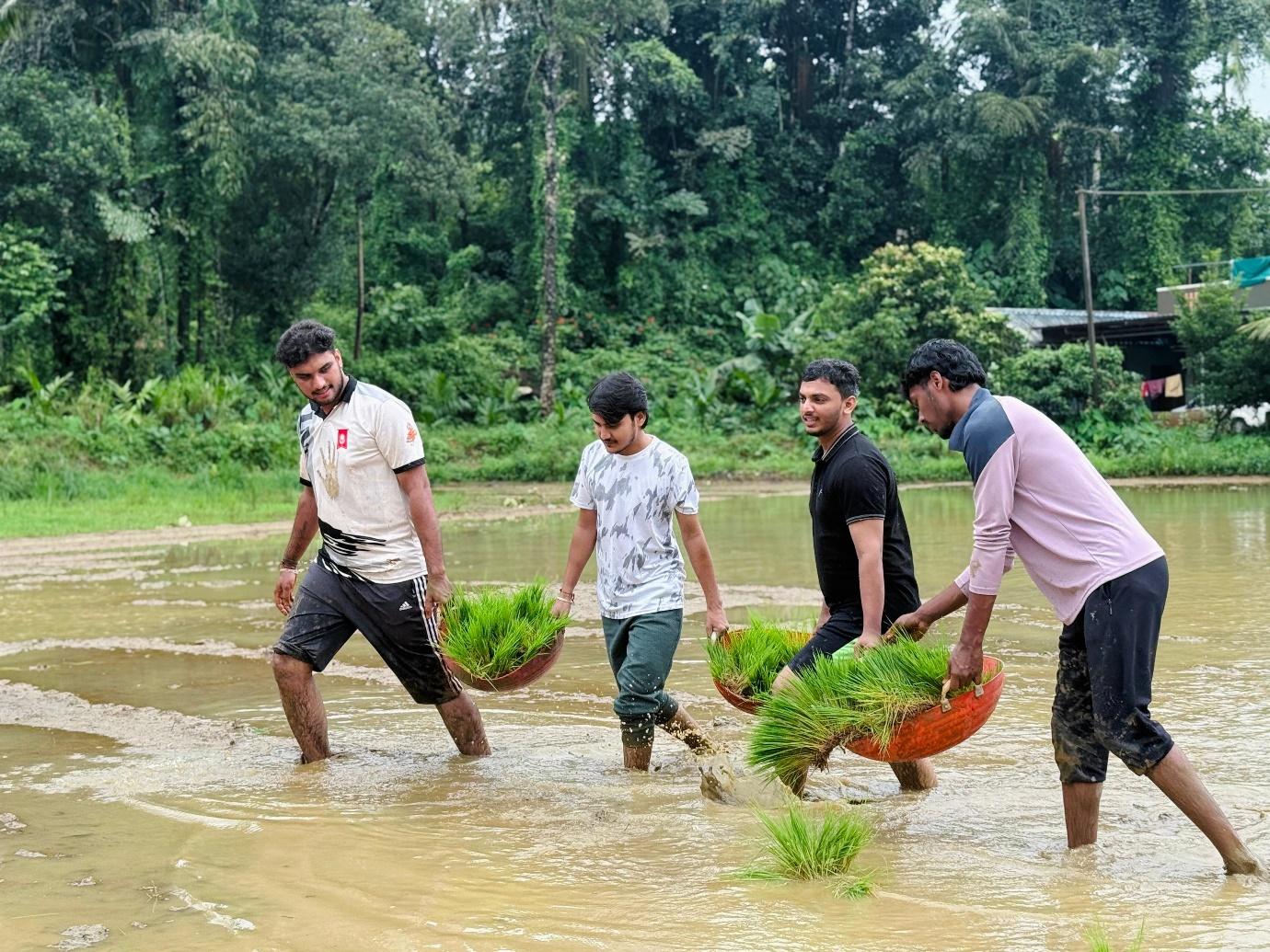CSR Club members of the MBA department planted paddy at Halegate Karija Cross Bantwal on 12th July 2025 photo 4